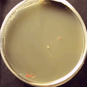 别人家的细菌能画画看着就想舔一口