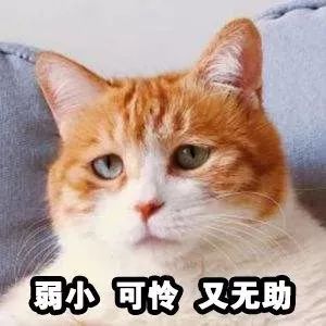 不要怂!全国首条"全海景玻璃栈道"在海南等你!不但刺激,还美爆了!