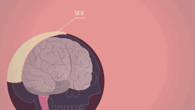 报告:你的脑子在进水,每天还都是新鲜的|脑子|脑脊液|脑积水_新浪新闻