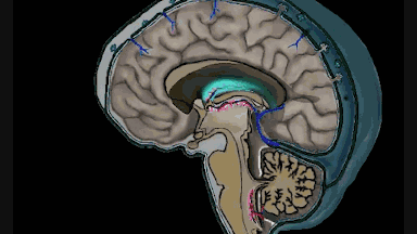 脑脊液循环动画动态图图片