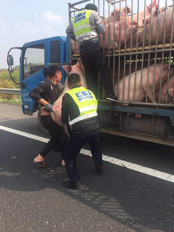 一头猪高速路上闲逛吓坏过路司机,原来是运输车上"越狱"的
