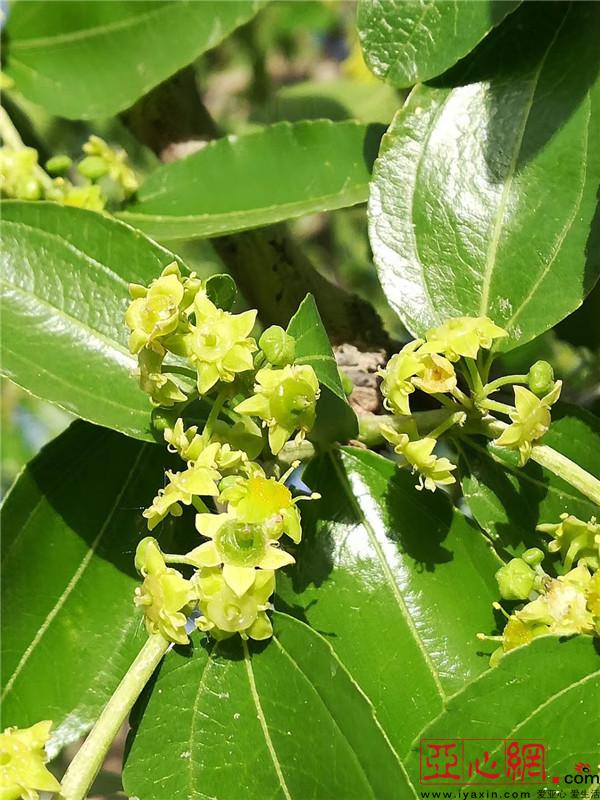 亚心网讯(曹玥 高战战)眼下,若羌23万亩红枣进入开花期,为提高枣树作