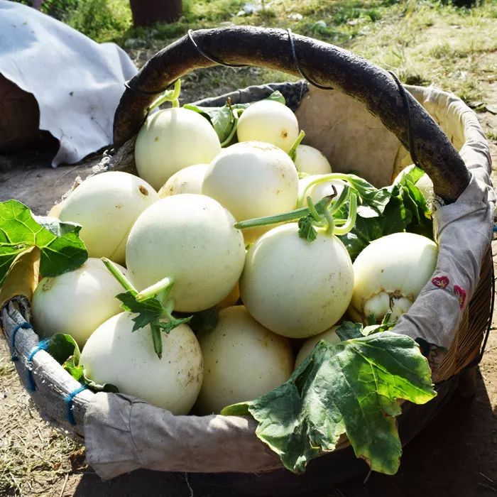 甜过初恋!自带香味的阎良蜜瓜,它是这个初夏最迷人的网红!