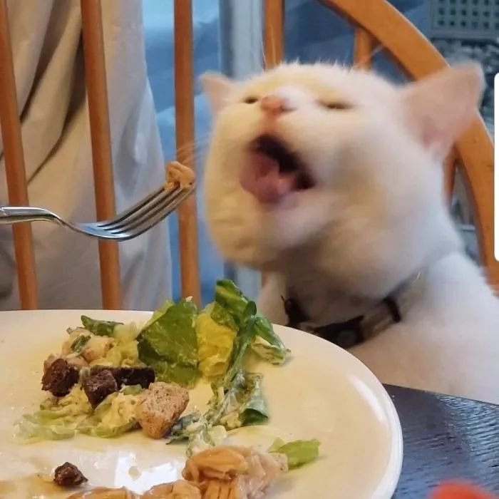 笑飞满脸写着抗拒的猫因一张表情包爆红我就是不吃菜