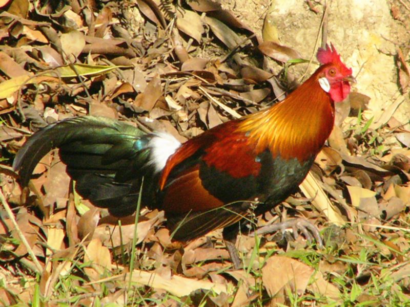 央视的美丽中华行都到海口邂逅湿地了感受绿野仙踪还用去远方吗