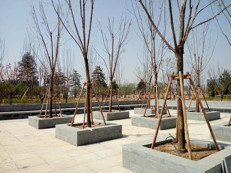 太原东篱公园10月将开放美景先睹为快