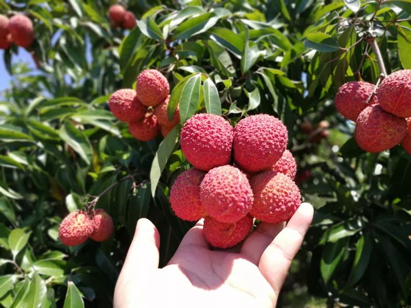 海广商城开始预售啦海南正宗原产地无核荔枝错过再等一年