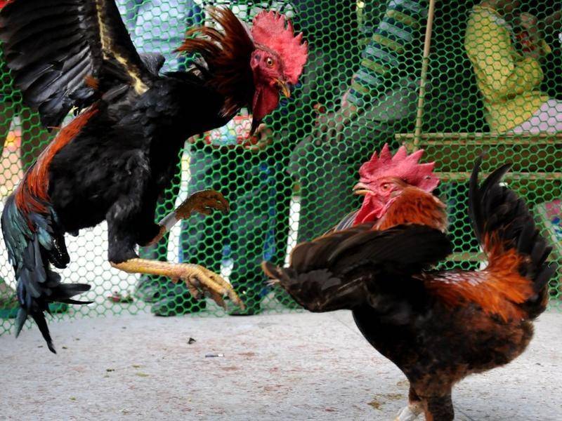 滚动新闻 正文斗鸡,以善长打斗而为人所熟知的神奇猛禽物种,又名打鸡