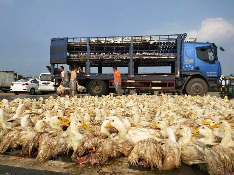 除了吃鸭广西人还这样过节