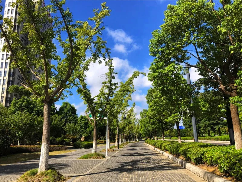 一镜到底,盐城这5条绝美的林荫路,走过就是幸福
