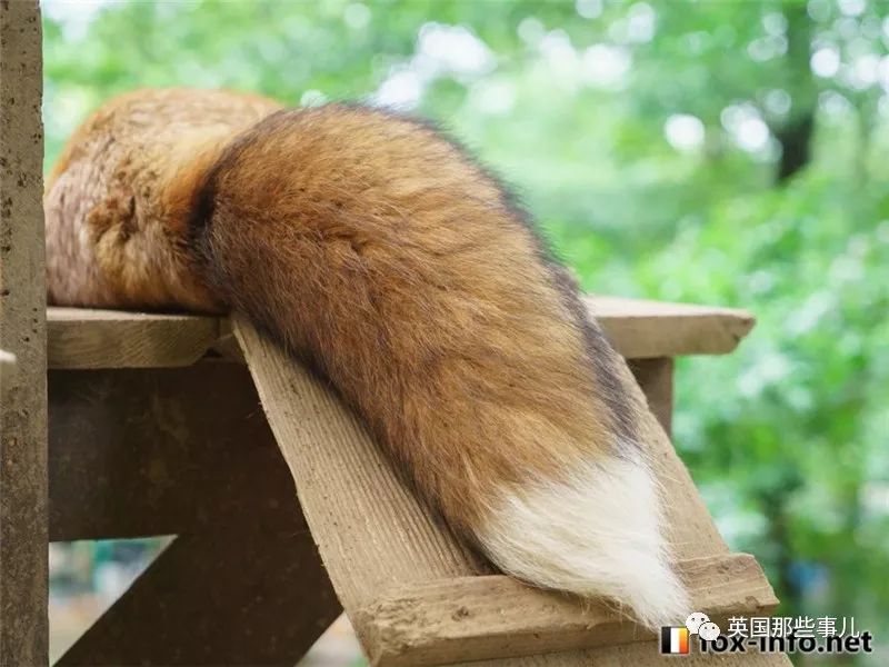 能胖能瘦能长能短小狐狸软萌服贴的液体状态光看着就想揉啊