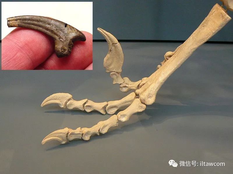 驰龙具有大型眼睛,视觉良好.颌部结构坚固.颈部弯曲,灵活.