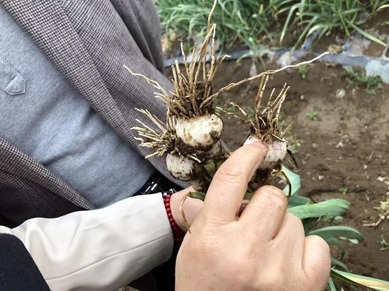 农户通过传统方式种植的大蒜根部呈棕色,并伴随腐烂气味,已发生轻根腐