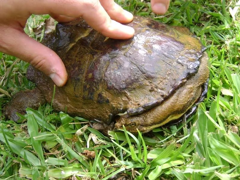 物种图册-阿根廷蛇颈龟