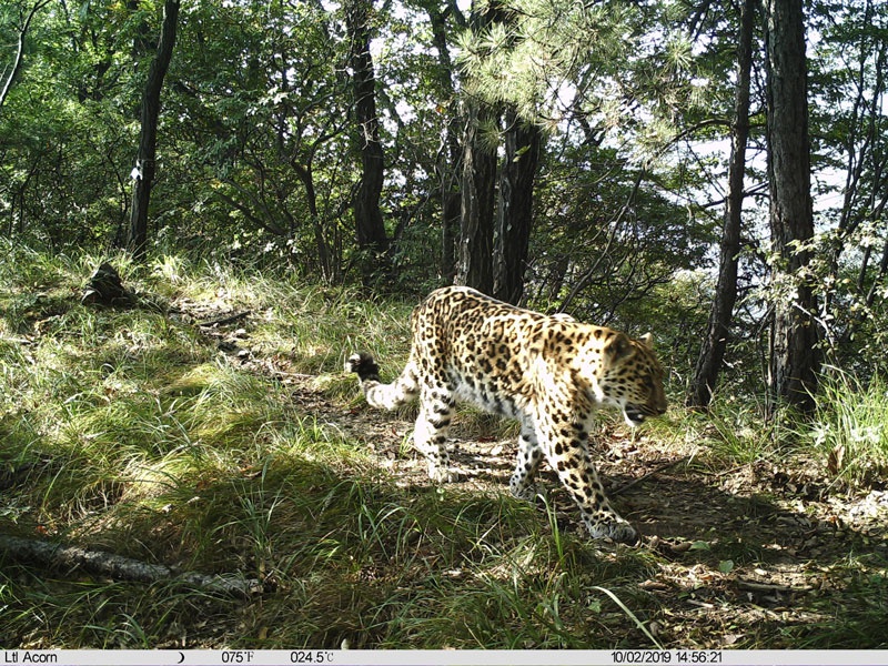 河南济源又见华北豹出镜达42次