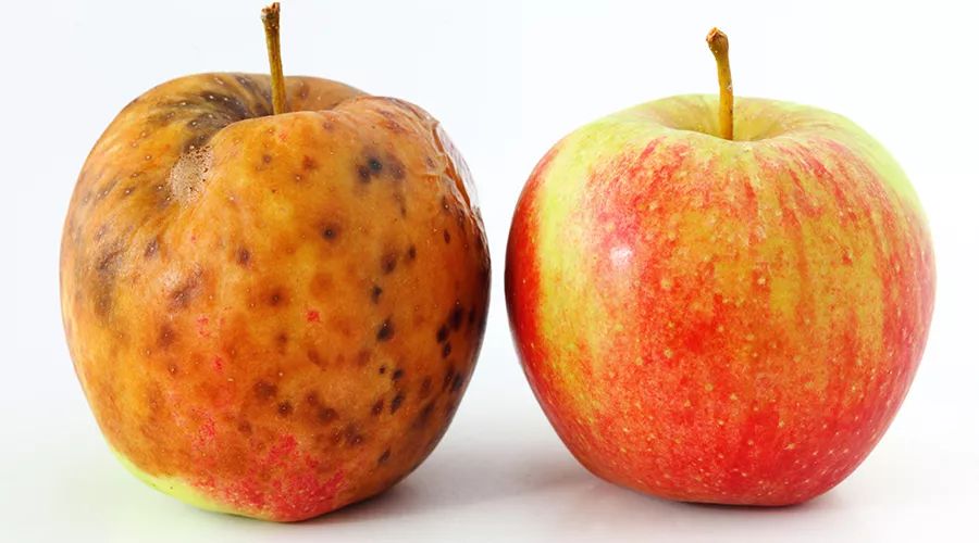 千万要小心,别让有毒食物混进孩子饮食