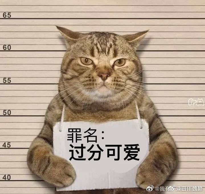 一只猫违反外出禁令被捕还爪举牌子拍摄罪犯照表情亮了