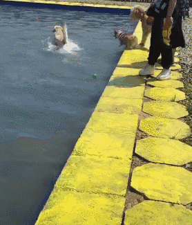 拉布拉多|柯基|狗狗_新浪新闻