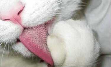 老虎舌头上长满了刺, 如果人被老虎舔一下, 是不是要掉几层皮