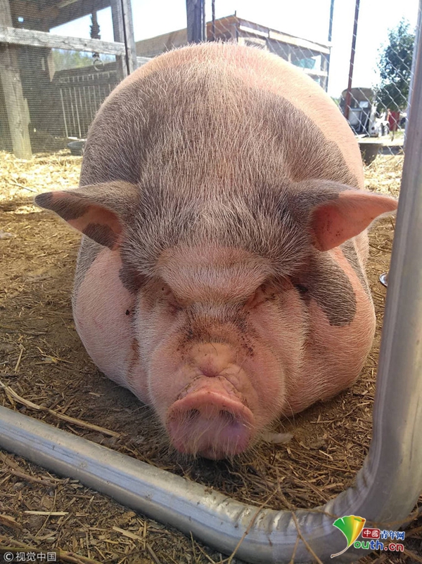 美国11月大小猪体重超400磅 脂肪堆积阻碍视线致"失明"