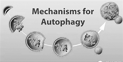 细胞自噬机制图片来自网络