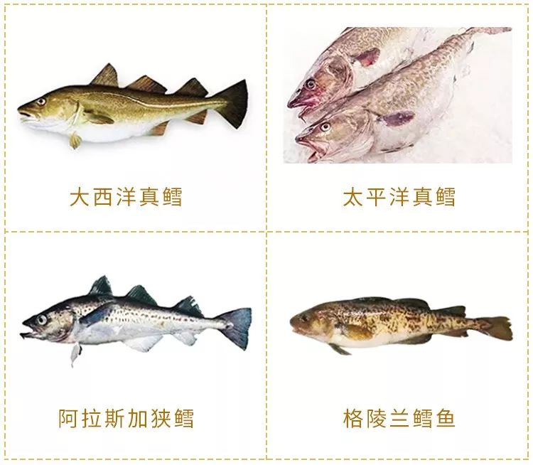可恶娃吃鳕鱼竟拉黄油专业人士告诫你买的鳕鱼是假的