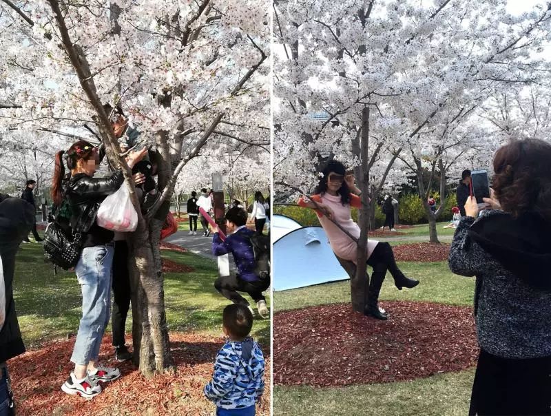 △为了追求拍照效果，一些游客干脆爬上了樱花树。