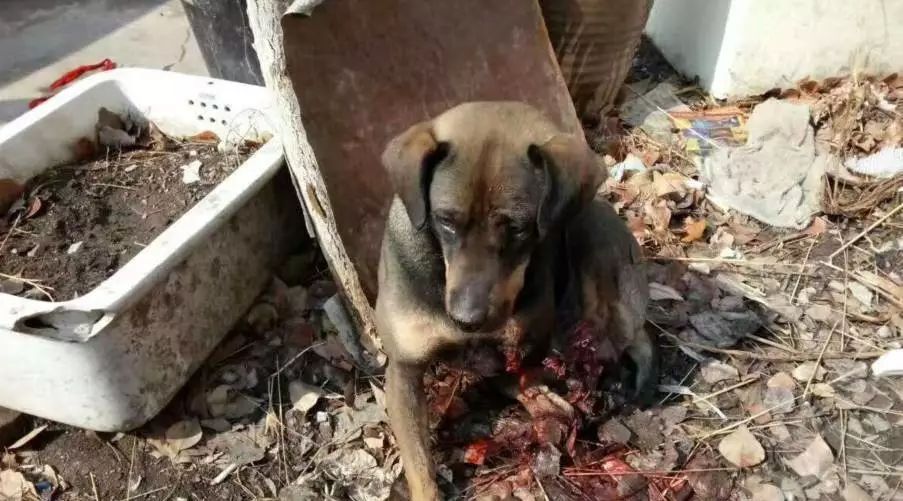 遇到这只双脚被砍断的狗狗,你会选择带回家吗?