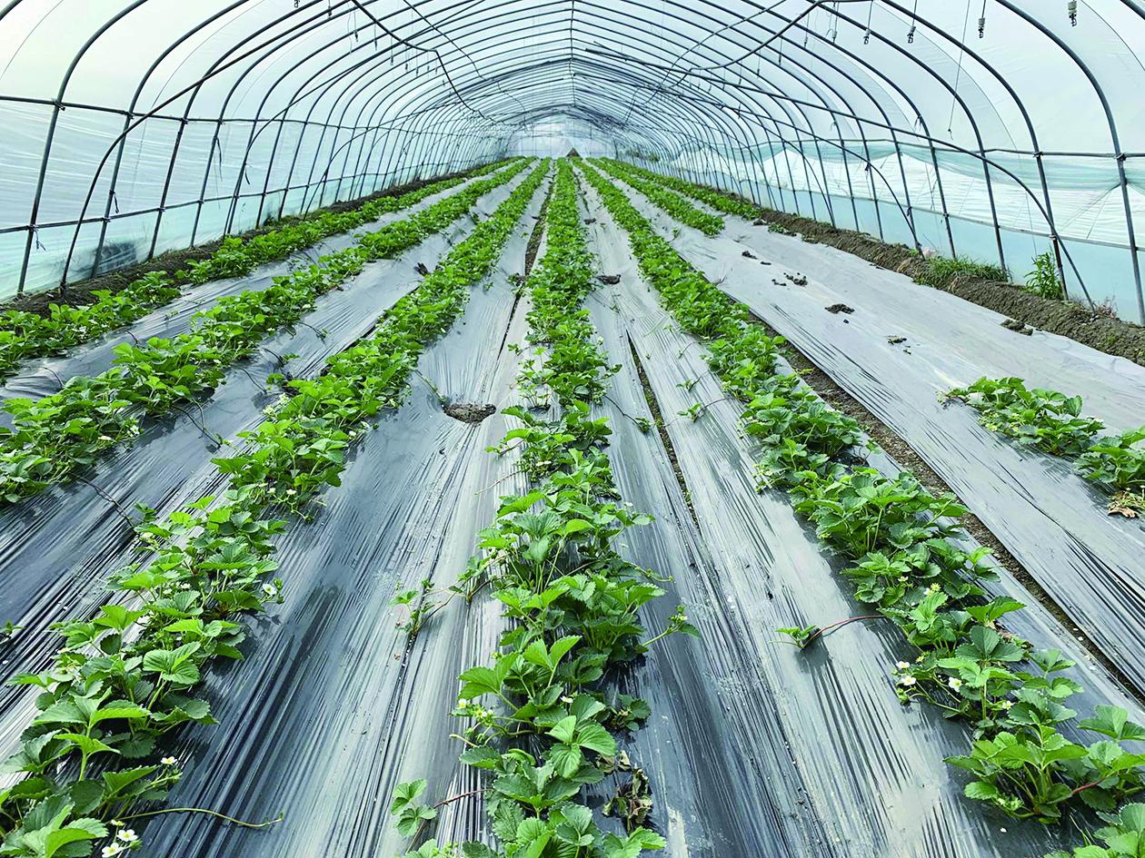 头茬大棚草莓进入初果期冬季草莓高调上市口感甚好只是有些贵