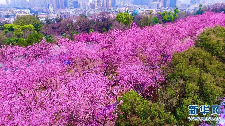 昆明春天，惊动了全国媒体|云南|昆明|石林_新浪新闻