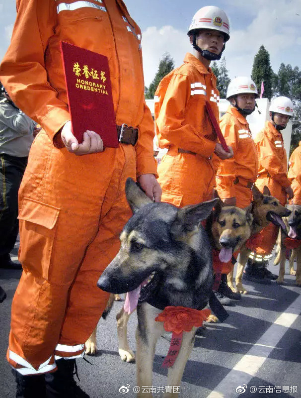 最后的汶川英雄搜救犬"银虎"走了