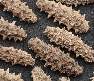 假海参是用什么做的?