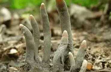 男子去地里干活途中, 偶遇酷似手指一样的菌类|手指|菌类|蘑菇_新浪