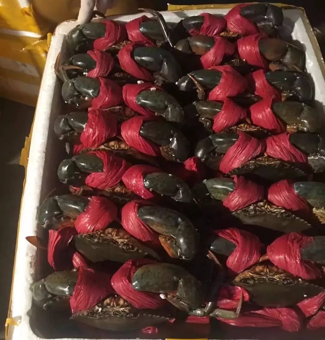 越南螃蟹对华出口呈良好态势: 出口额已达120万美元