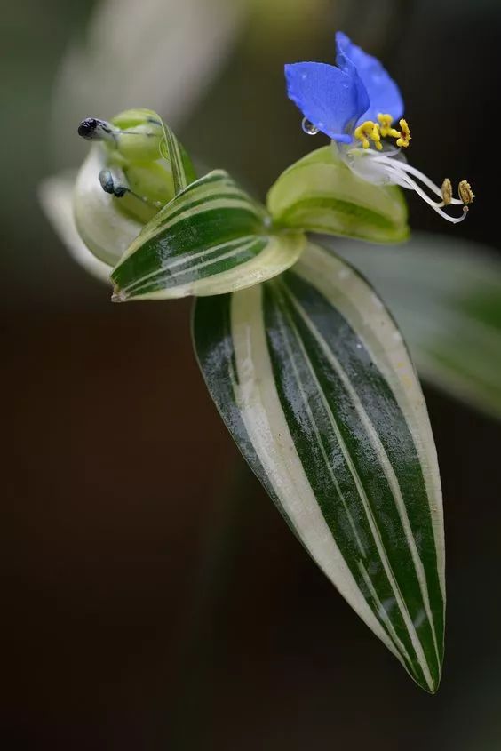 家里常放一盆它,吸尘,除味,清新空气,1整年不用做卫生!