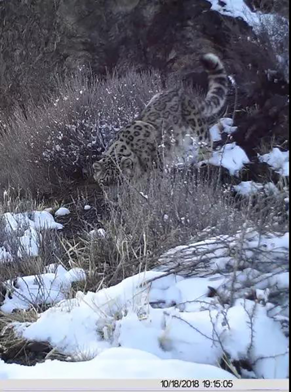 地球一小时|怎么才能守护你,高冷的大猫雪豹