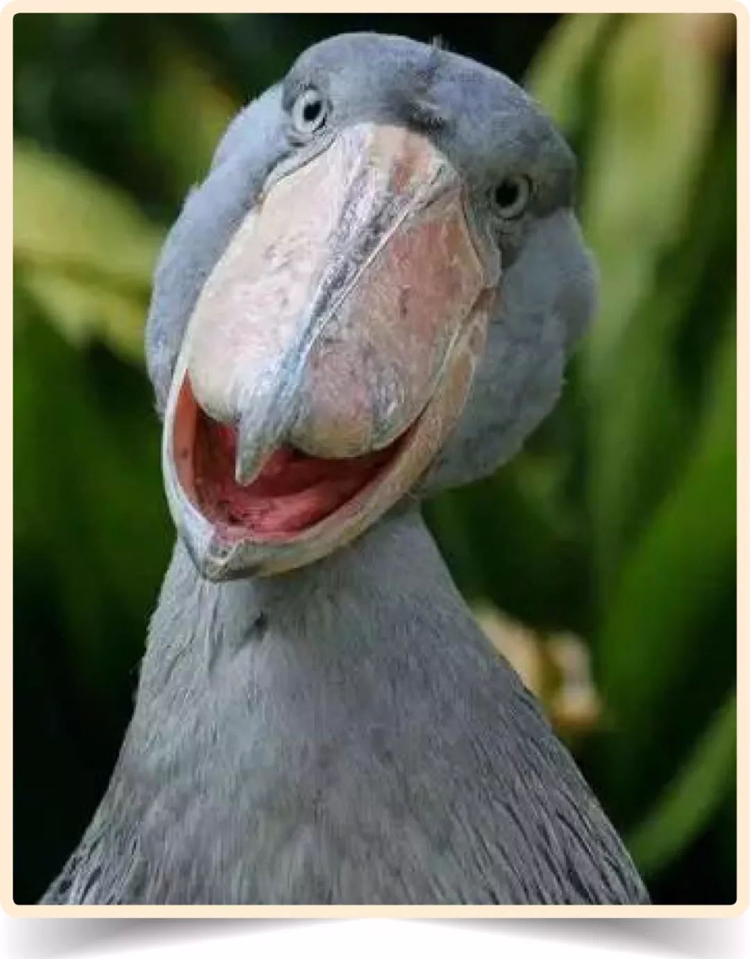 总是这幅表情,很难不成为表情包通过和人类对比,这家伙个头儿并不小