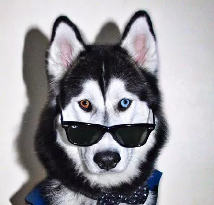 网友家的异瞳哈士奇简直美到爆炸