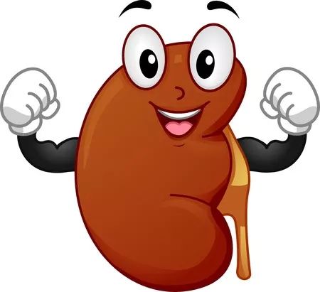 腰子|韭菜|生殖系统_新浪新闻