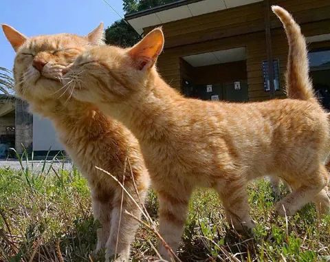 推主拍下街头两猫的各种蹭蹭瞬间,单身狗看了会被暴击,慎点.