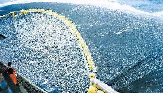 山东荣成:经略海洋 向海图强