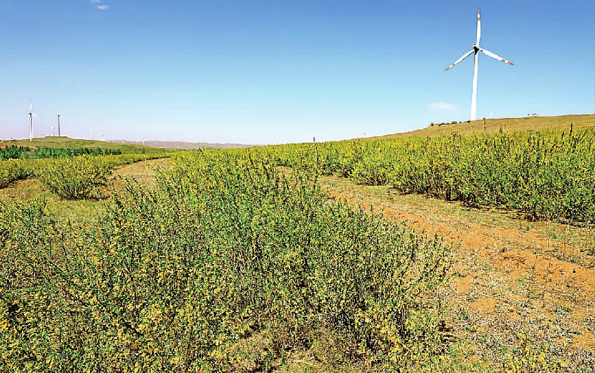 50余万亩柠条花竞相绽放