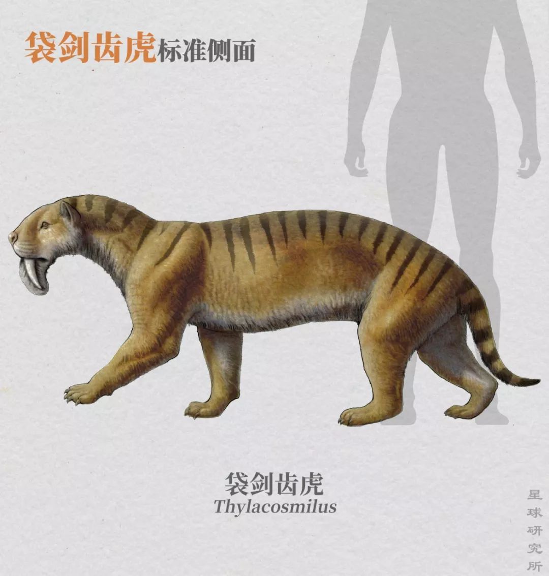 如果没有人类,世界属于大猫