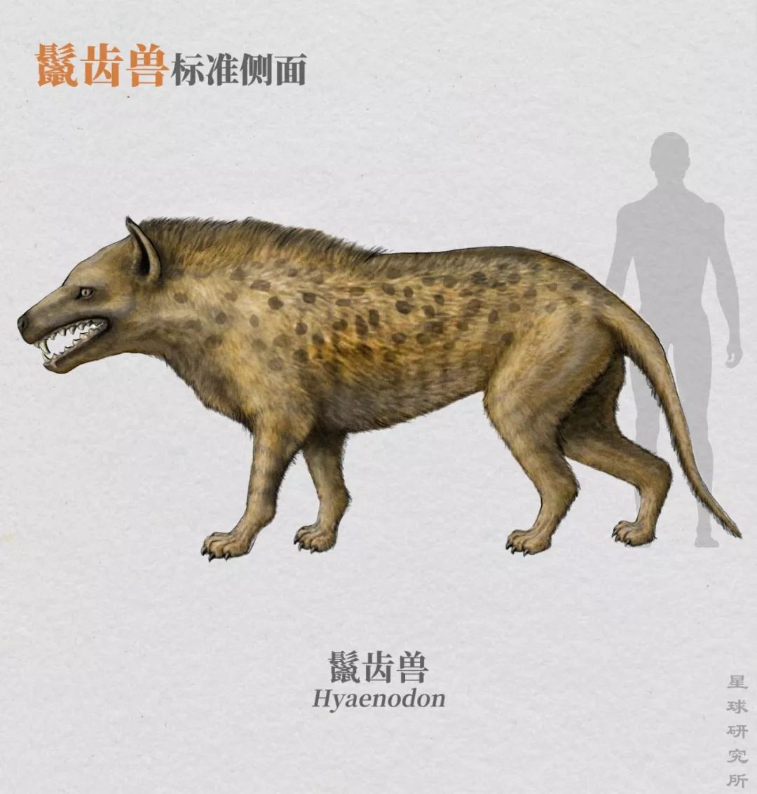 如果没有人类,世界属于大猫|亚科|剑齿虎|美洲_新浪新闻