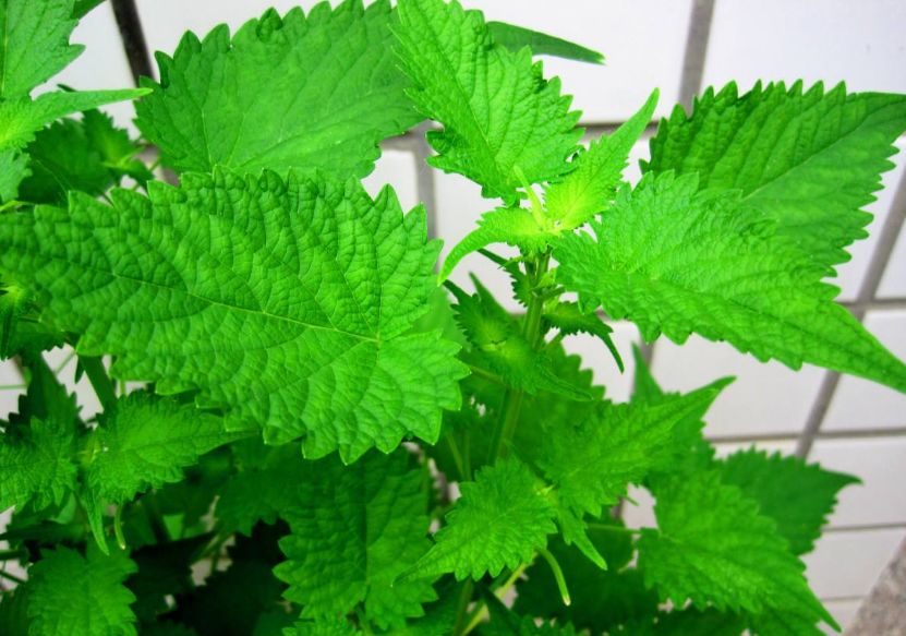 1,藿香茶:藿香和佩兰各6克,切碎后加茶叶6克,用沸水冲泡10分钟代茶饮