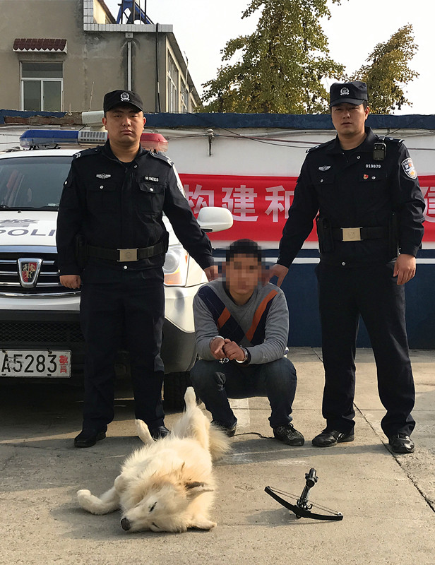 用弓弩射毒针杀狗偷狗贼被当场抓获