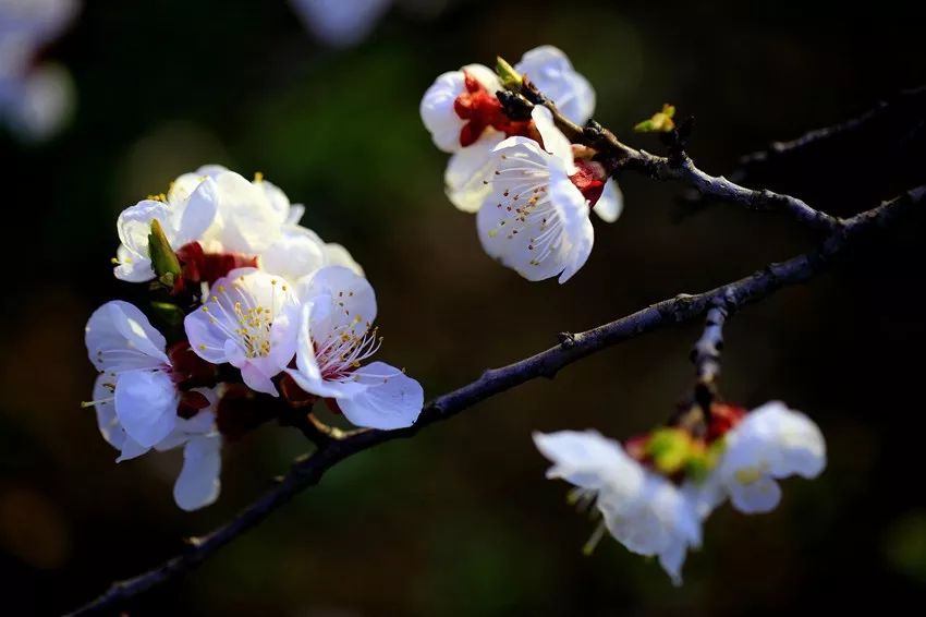 知否 | 杏花明明是白色,为什么要说“一枝红杏”?