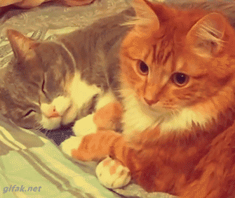 猫不是宠物,是我的家人|宠物|狗狗|打狗队_新浪新闻