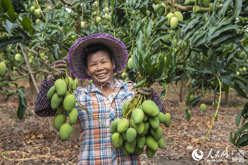 广西田东:芒果丰收 果农采收忙