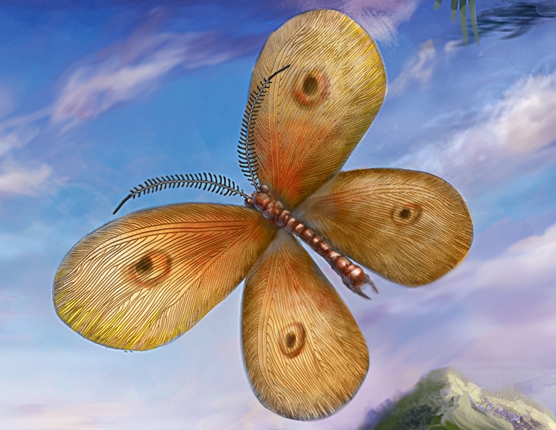 南京古生物所等揭示中生代传粉昆虫丽蛉生态位分化